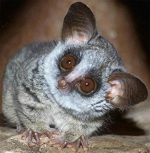 amazingly adorabe but really fierce bush babies 8 pictures 1