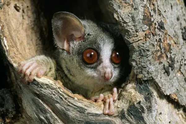 amazingly adorabe but really fierce bush babies 8 pictures 2
