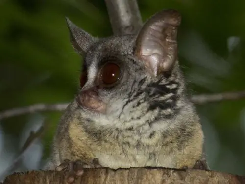 amazingly adorabe but really fierce bush babies 8 pictures 4