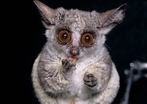 amazingly adorabe but really fierce bush babies 8 pictures 5