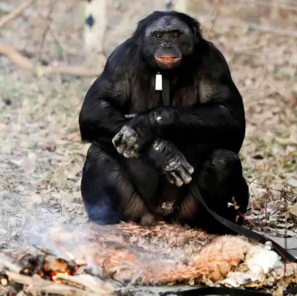 amazingly smart chimp kanzi 11 pictures 10