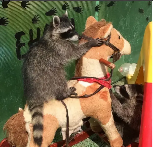 an adoarble place racoon house 10 pictures 2 videos 7