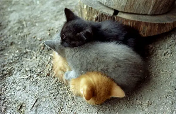 animals are adorable even when sleeping alone let alone like this 30 pics 13