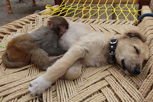animals are adorable even when sleeping alone let alone like this 30 pics 5