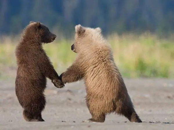 animals holding hands are definitely as cute as you thought theyd be 12 pictures 1