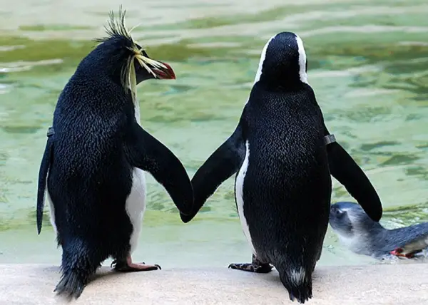 animals holding hands are definitely as cute as you thought theyd be 12 pictures 10