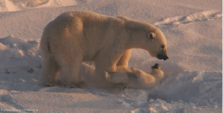 animals never cease to make us laugh 18 gifs that will never get old 1