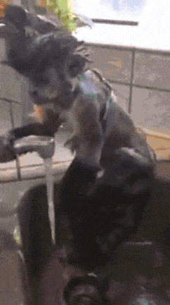 animals never cease to make us laugh 18 gifs that will never get old 11