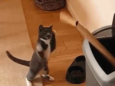 animals never cease to make us laugh 18 gifs that will never get old 2