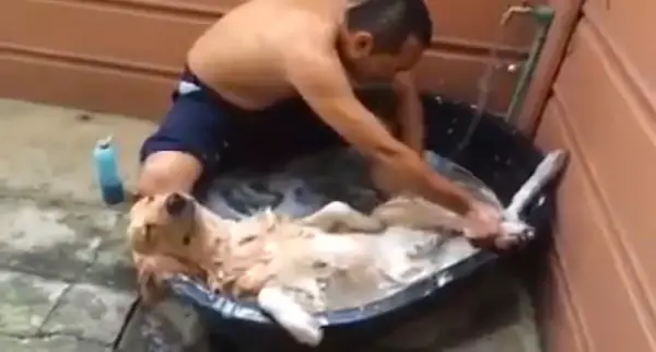 animals that enjoy bath time 16 pictures 16