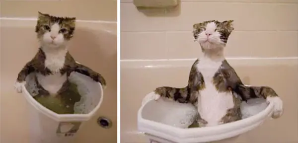 animals that enjoy bath time 16 pictures 2