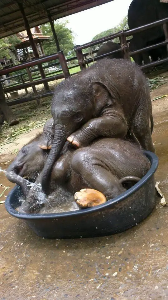 animals that enjoy bath time 16 pictures 3