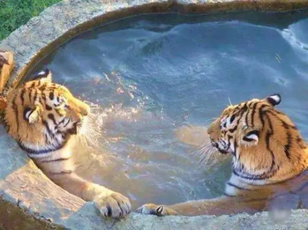 animals that enjoy bath time 16 pictures 5