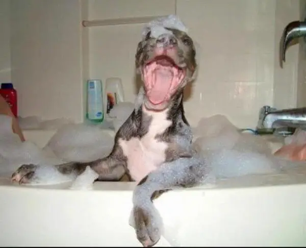 animals that enjoy bath time 16 pictures 8