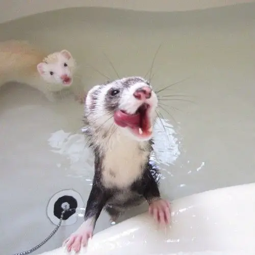 animals that enjoy bath time 16 pictures 9