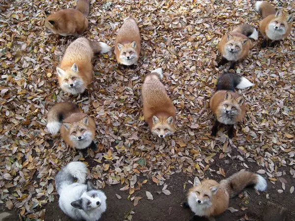 another beautiful place in japan zao fox village 17 pics 1 video 11