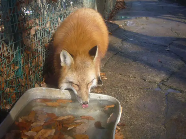 another beautiful place in japan zao fox village 17 pics 1 video 16