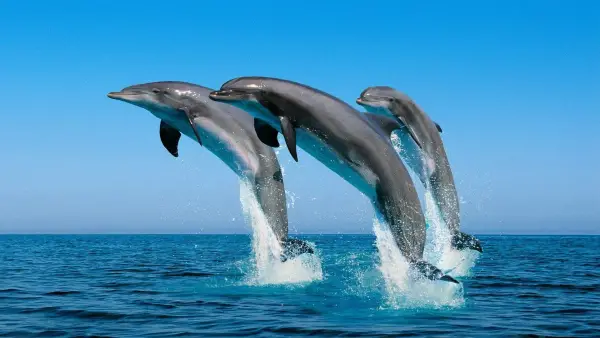 are dolphins really that smart these facts will tell you 12 pictures 1
