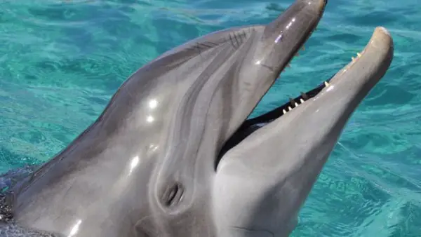 are dolphins really that smart these facts will tell you 12 pictures 12