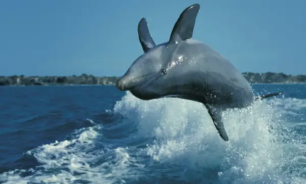 are dolphins really that smart these facts will tell you 12 pictures 4