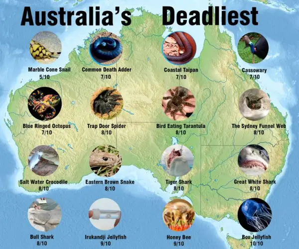 australias most dangerous animals 10 pictures 10