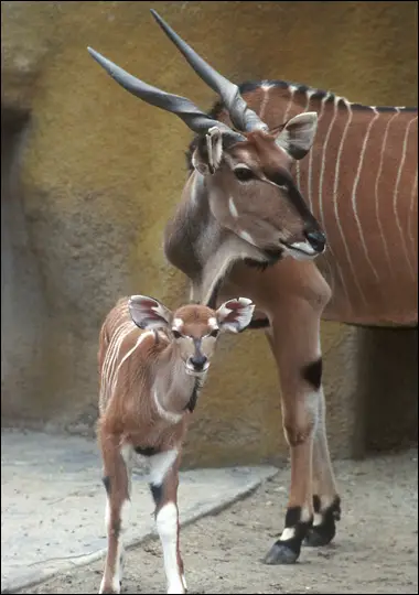 baby antelopes the cutest little models of the grassland 9 pictures 1 video 8