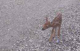 baby fawn 4