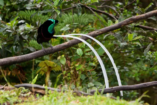 beautiful birds of paradise are masters of courtship rituals 5 pictures 5 videos 2