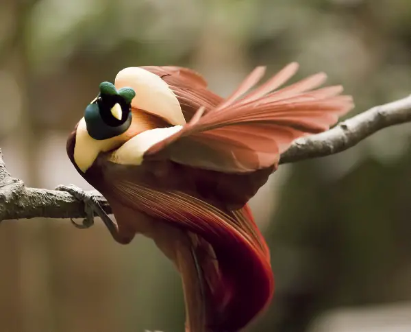 beautiful birds of paradise are masters of courtship rituals 5 pictures 5 videos 3