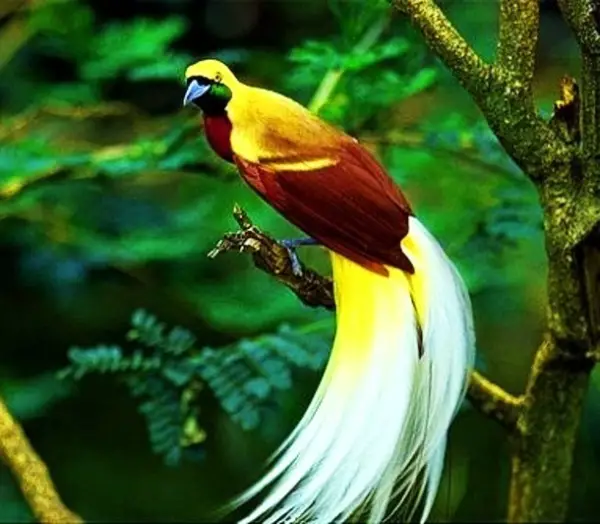 beautiful birds of paradise are masters of courtship rituals 5 pictures 5 videos 4