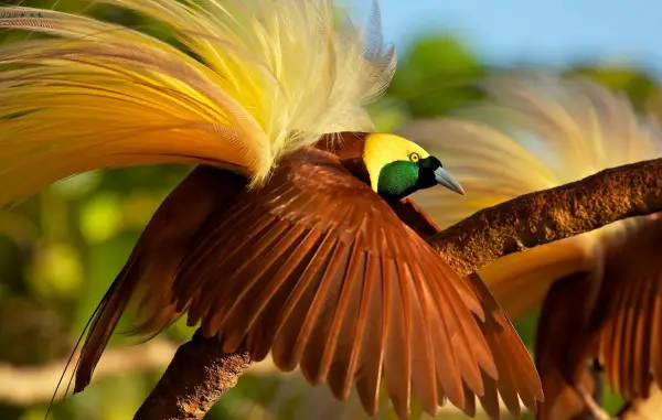 beautiful birds of paradise are masters of courtship rituals 5 pictures 5 videos 5