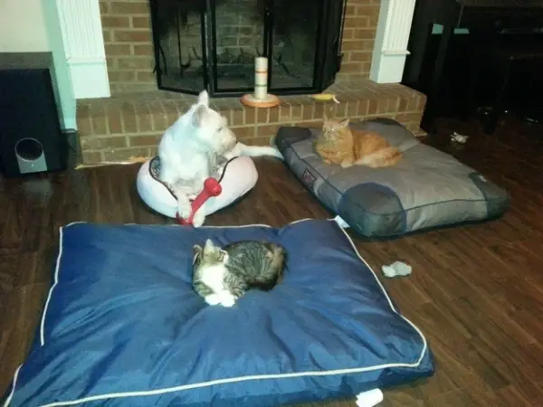 bed thieves have never been so cute 12 pictures 11