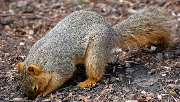 beware of the adorable squirrels  they may steal your heart 14 pictures 1 video 11