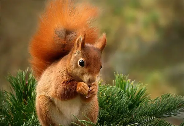 beware of the adorable squirrels  they may steal your heart 14 pictures 1 video 12