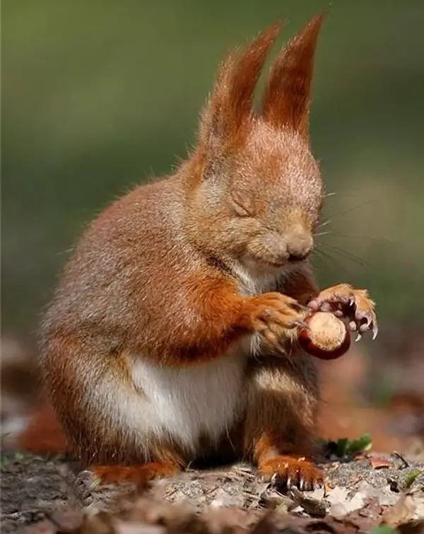 beware of the adorable squirrels  they may steal your heart 14 pictures 1 video 13