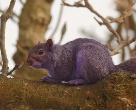 beware of the adorable squirrels  they may steal your heart 14 pictures 1 video 14