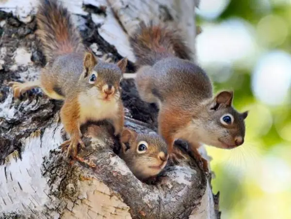 beware of the adorable squirrels  they may steal your heart 14 pictures 1 video 15