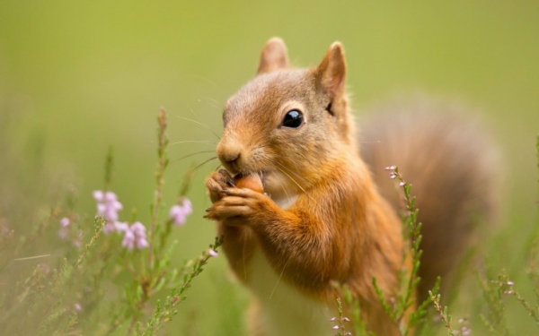 beware of the adorable squirrels  they may steal your heart 14 pictures 1 video 2