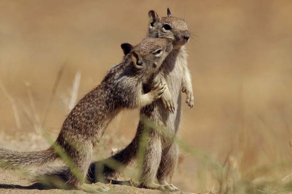 beware of the adorable squirrels  they may steal your heart 14 pictures 1 video 3
