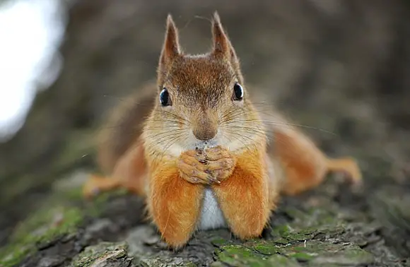 beware of the adorable squirrels  they may steal your heart 14 pictures 1 video 4