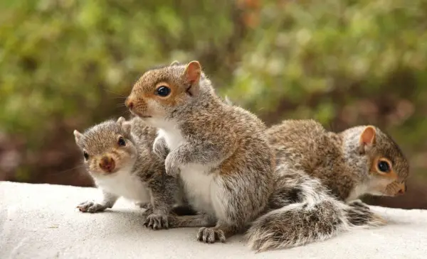 beware of the adorable squirrels  they may steal your heart 14 pictures 1 video 5