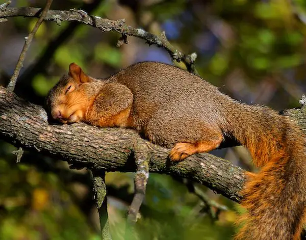 beware of the adorable squirrels  they may steal your heart 14 pictures 1 video 7