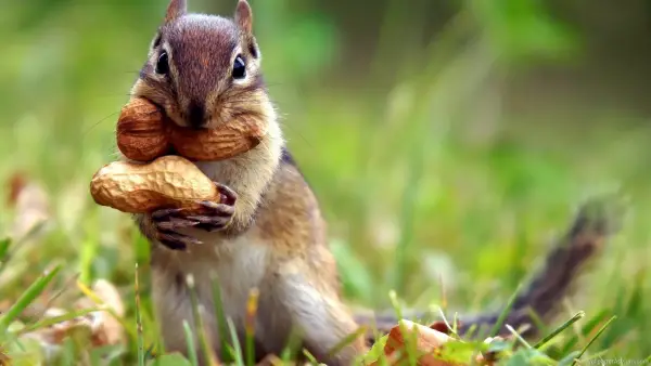 beware of the adorable squirrels  they may steal your heart 14 pictures 1 video 8