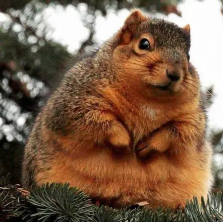 beware of the adorable squirrels  they may steal your heart 14 pictures 1 video 9