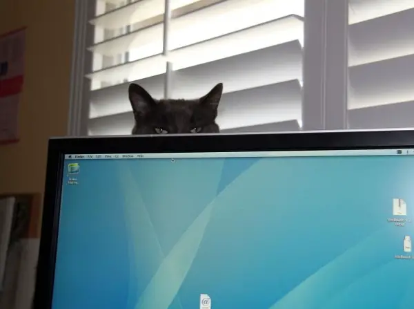 beware the ninja cat is always watching 13 pictures 2