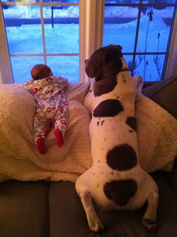 big dog is a danger to the baby nah 14 pics 4