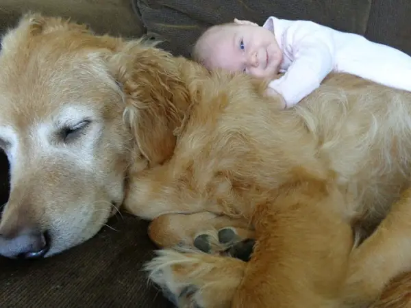 big dog is a danger to the baby nah 14 pics 7