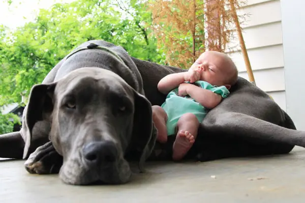 big dog is a danger to the baby nah 14 pics 8