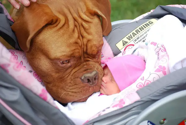 big dog is a danger to the baby nah 14 pics 9