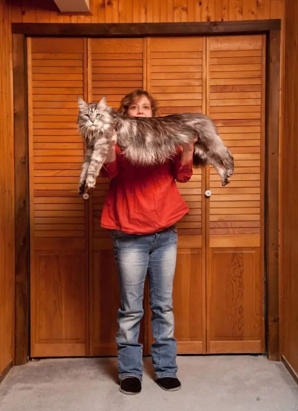 big fluffy and definitely adorable maine coon cat 10 pictures 11
